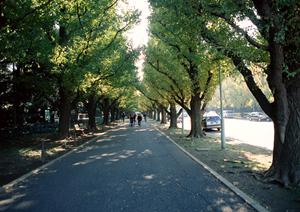 ボディカバー車は自然の猛威から守る