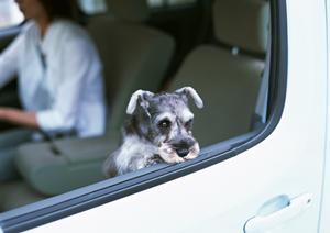 広島でレクサスLSのおすすめレンタカー